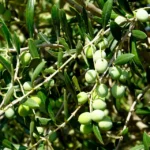 Estados fenológicos del olivo