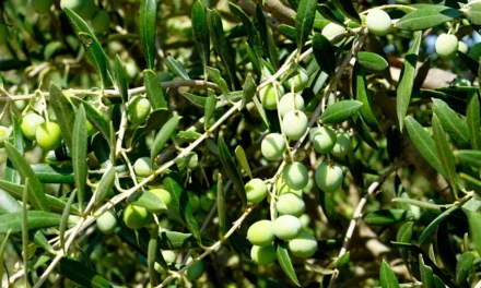 Estados fenológicos del olivo