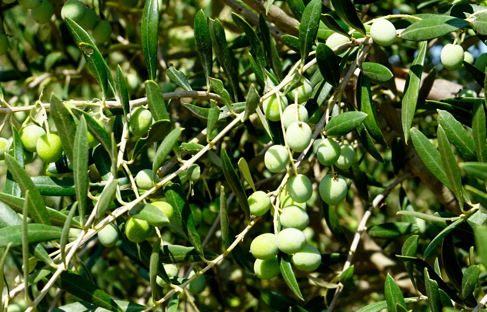 Estados fenológicos del olivo