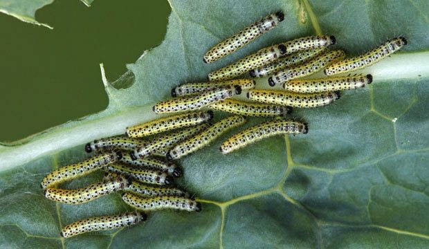 Pieris brassicae