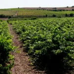 Informe de la campaña de 2025 del vino en España