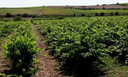 Informe de la campaña de 2025 del vino en España