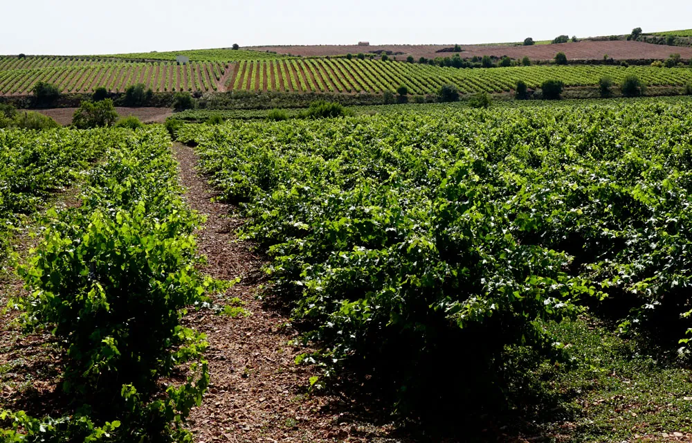 Informe de la campaña de 2025 del vino en España