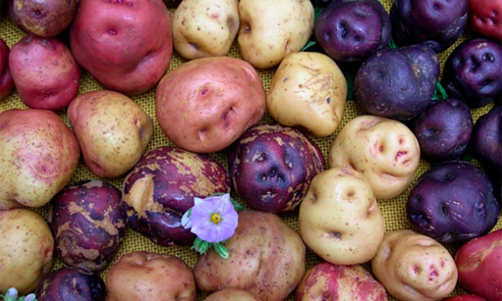 Papas arrugas