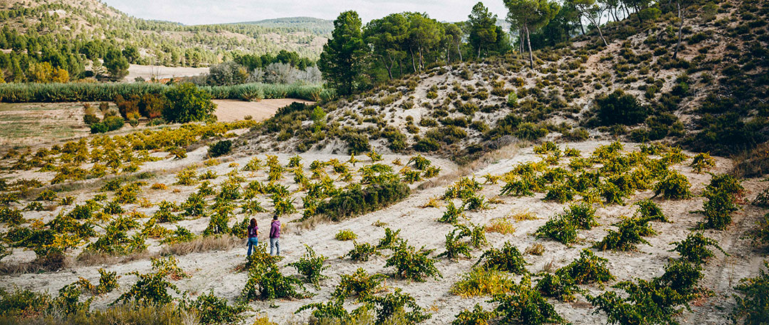 Parcela de la variedad de uva Tardana