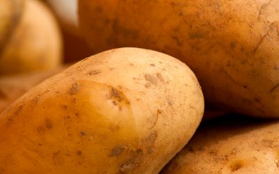 Informe técnico para el cultivo de la patata