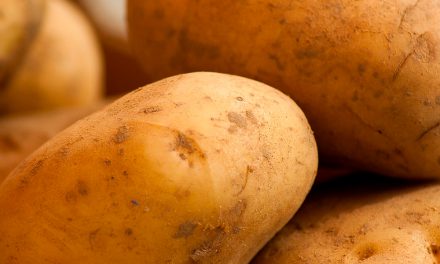 Informe técnico para el cultivo de la patata
