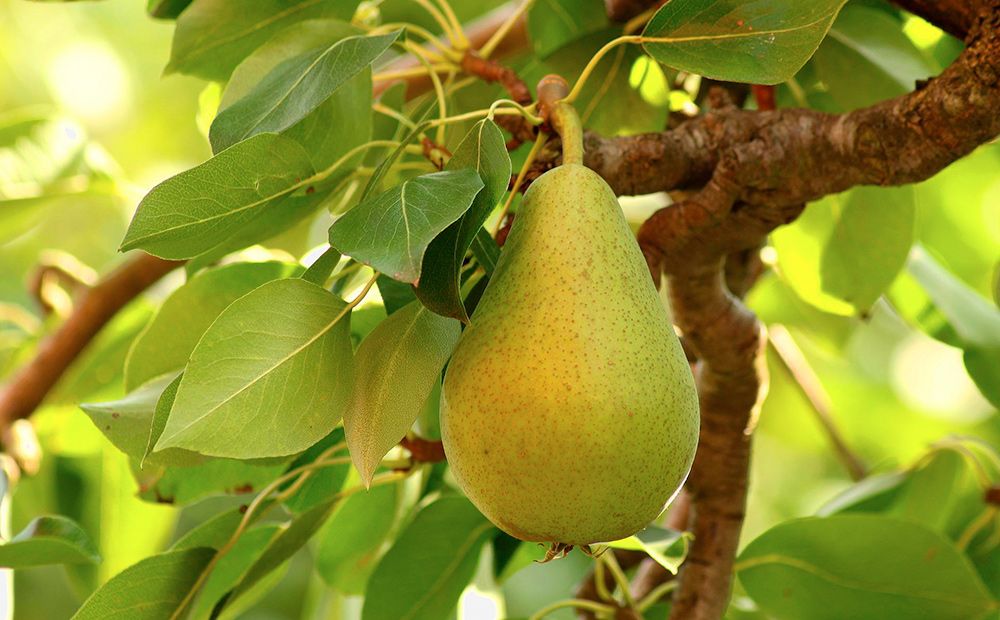 Pera blanquilla del Rincón del Soto DOP