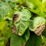 Cómo identificar y controlar la Phytophthora infestans