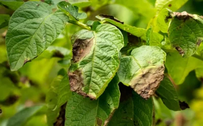 Cómo identificar y controlar la Phytophthora infestans