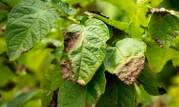 Cómo identificar y controlar la Phytophthora infestans
