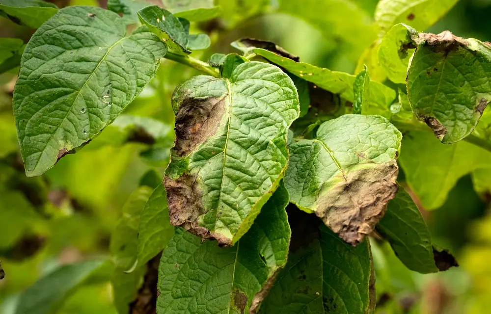Cómo identificar y controlar la Phytophthora infestans