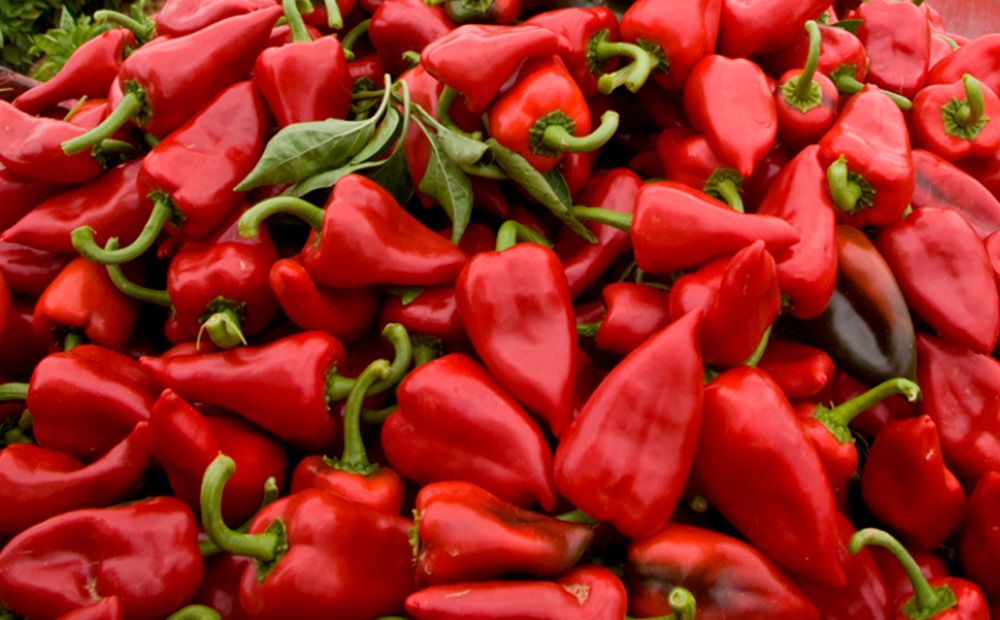 Pimientos del Piquillo de Lodosa con Denominación de Origen Protegida