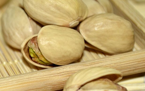 Portainjertos de pistachero