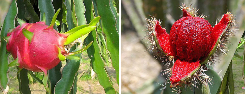 Pitahaya y Pitaya