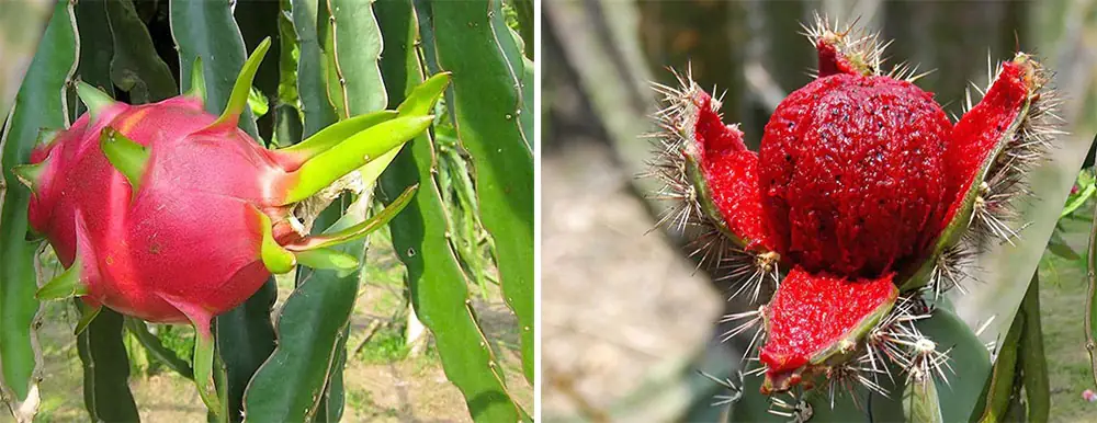 Fruto de Pitahaya y Pitaya