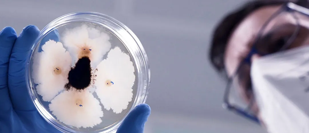 Placa de cultivo de microorganismos para tecnología básica Placa de cultivo de microorganismos para tecnología básica