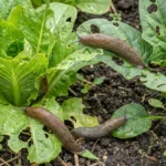 Comparativa entre fosfato férrico y metaldehído en molusquicidas