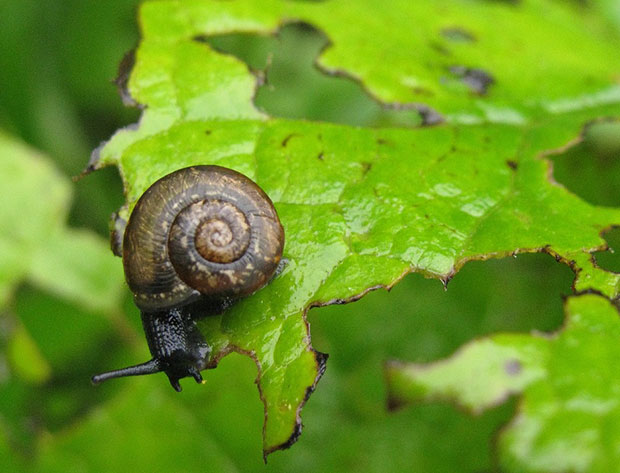 Plaga de caracoles