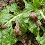 El fosfato férrico para el control de limacos en agricultura