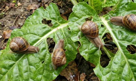 El fosfato férrico para el control de limacos en agricultura