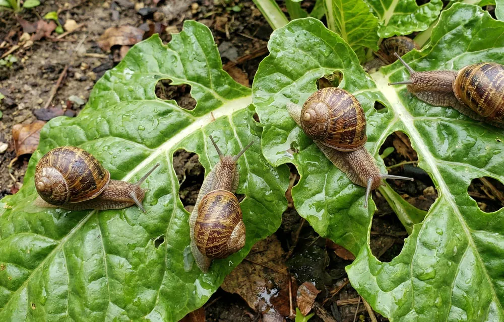 El fosfato férrico para el control de limacos en agricultura