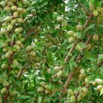 Plagas y enfermedades del almendro