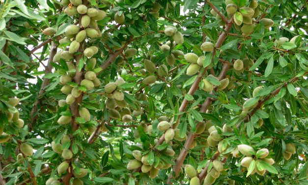 Plagas y enfermedades del almendro