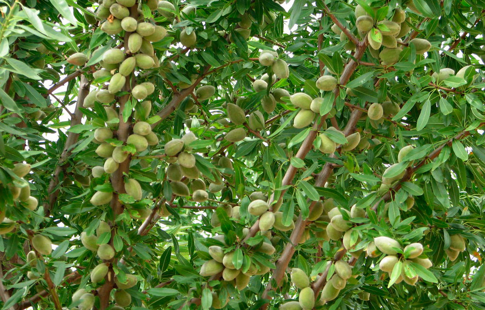 Plagas y enfermedades del almendro