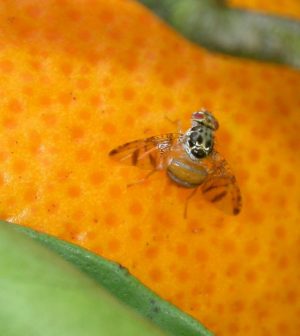 Plagas y enfermedades del kumquat