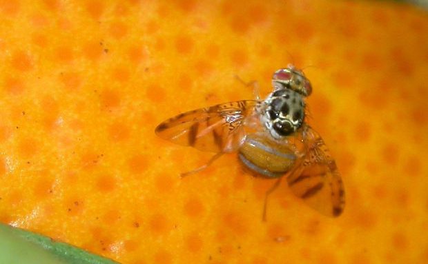 Plagas y enfermedades del kumquat