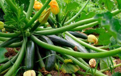 Informe técnico para el cultivo del calabacín
