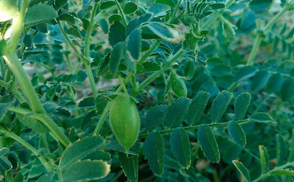 Planta de garbanzo