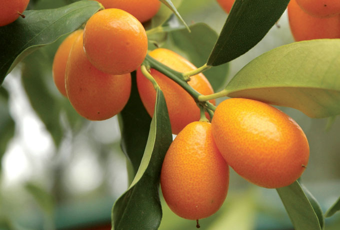 Planta de kumquat