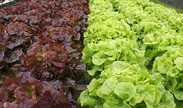 Plantas de lechuga