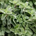 Informe técnico para el cultivo del orégano