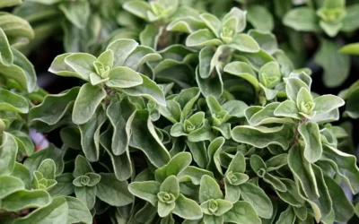 Informe técnico para el cultivo del orégano