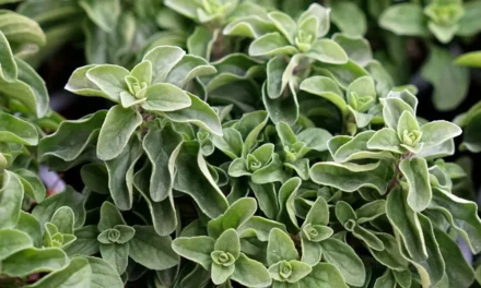 Informe técnico para el cultivo del orégano