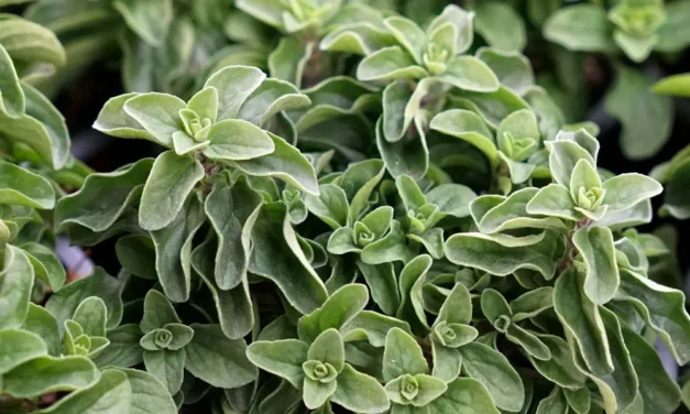 Informe técnico para el cultivo del orégano