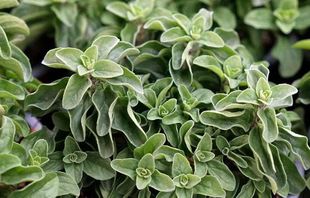 Informe técnico para el cultivo del orégano