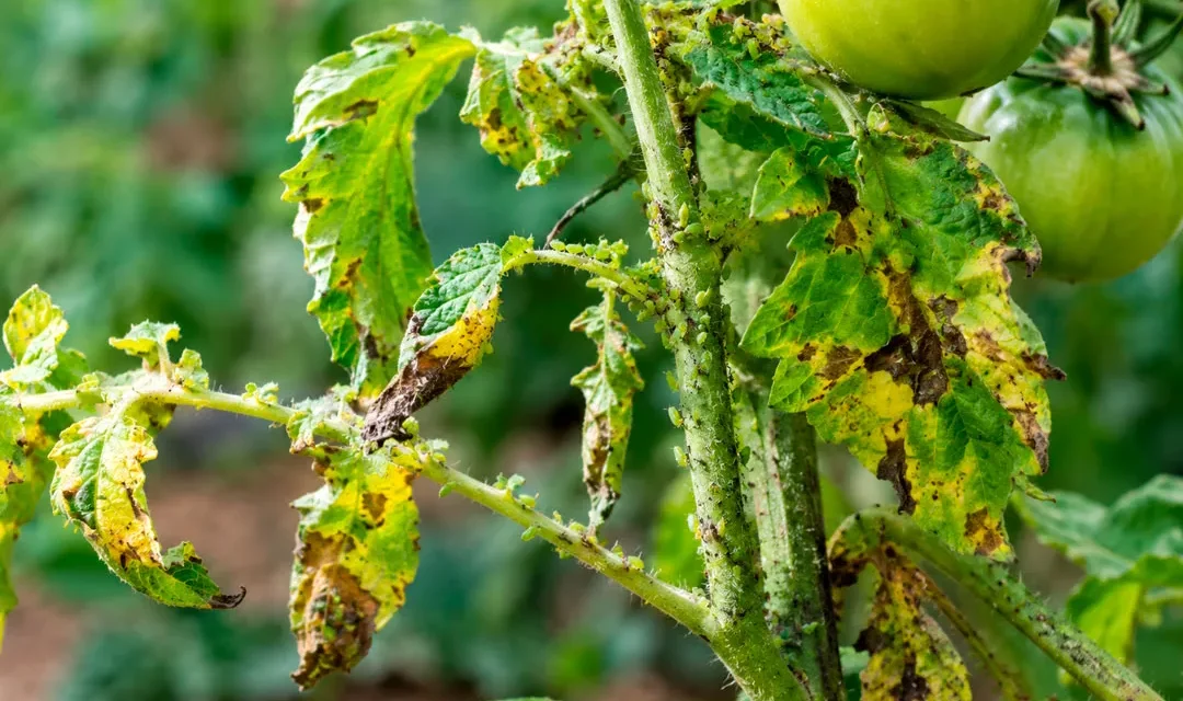 El estrés biótico en las plantas