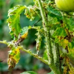 El estrés biótico en las plantas