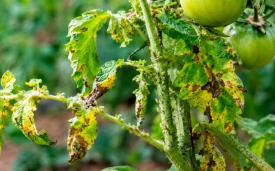 El estrés biótico en las plantas