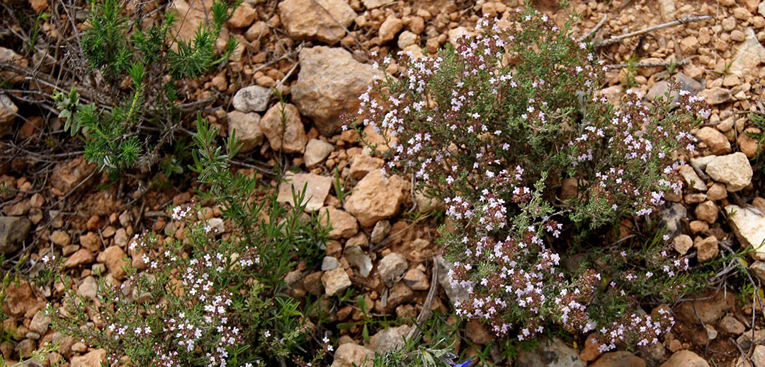 Planta de tomillo en el campo Planta de tomillo en el campo