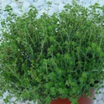 El tomillo como planta aromática