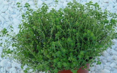 El tomillo como planta aromática