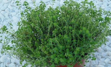 El tomillo como planta aromática