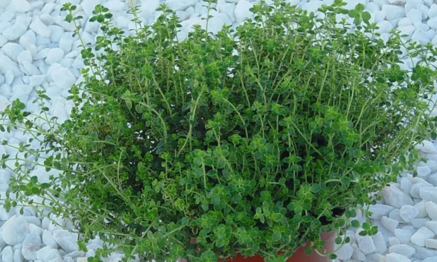 El tomillo como planta aromática