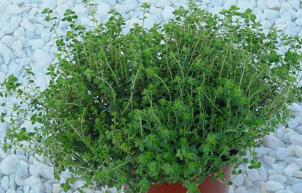 El tomillo como planta aromática