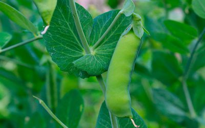 Informe técnico para el cultivo del guisante